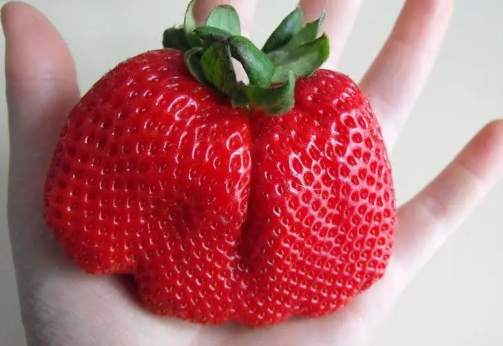 monsanto gmo strawberries crispr