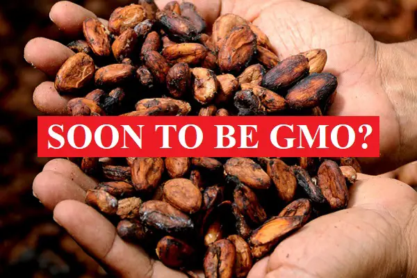 gmo cacao beans