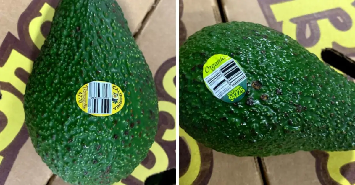 organic avocado listeria recall