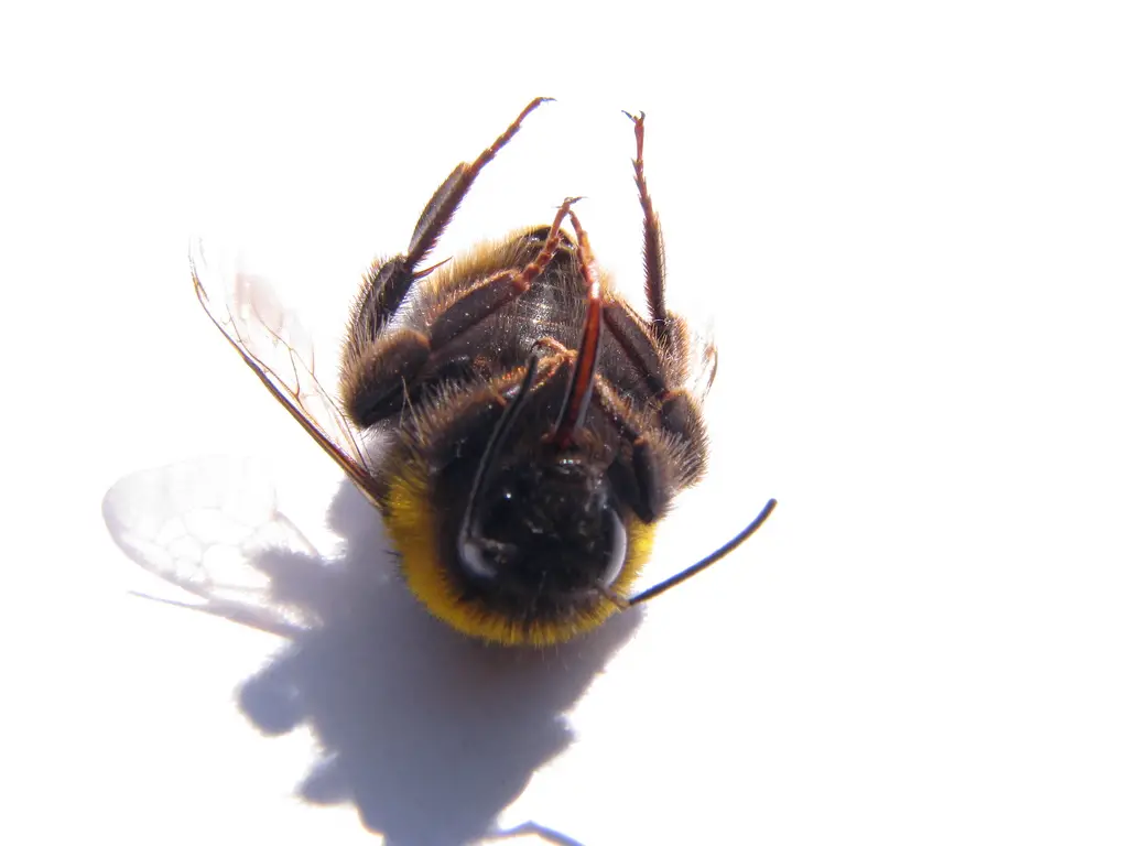 bee deaths