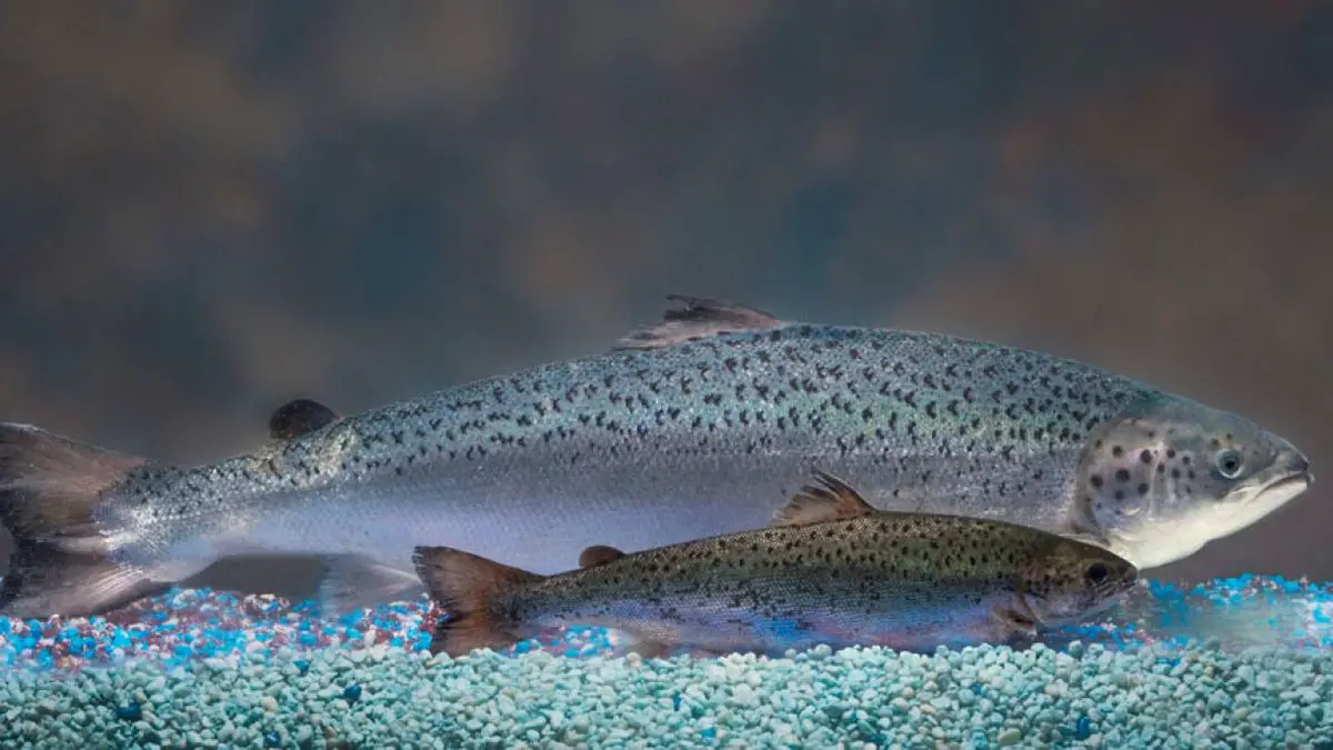 gmo salmon approved
