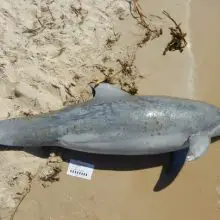 Dolphins Dying at Triple the Normal Rate Along Gulf of Mexico Coast, NOAA Scientists Say