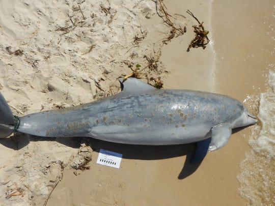 Institute for Marine Mammal Studies dolphin deaths