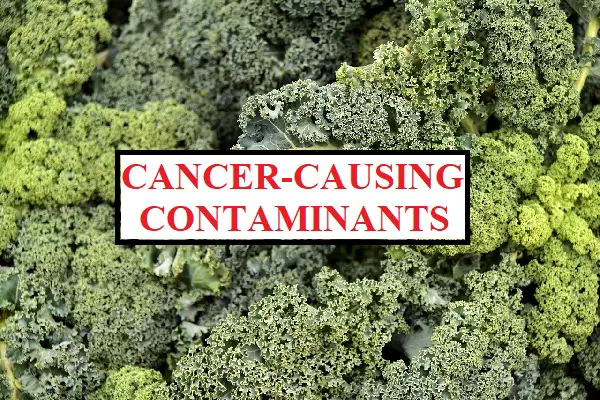 kale is contaminated by cancer causing chemicals