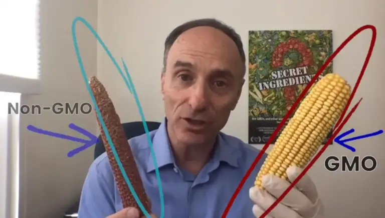 Farmer Conducts Experiment Using Gmo And Non Gmo Corn Discovers