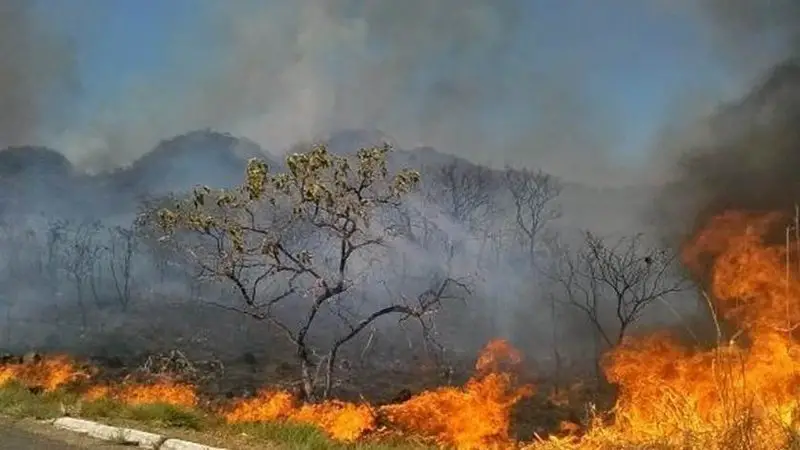 wildfire brazil petition