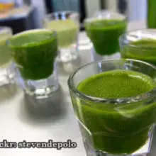 History of Wheatgrass: Research Halted by the Pharmaceutical Industry in 1940s