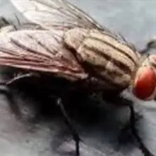 How to Get Rid of Flies Without Chemicals or Even a Fly Swatter