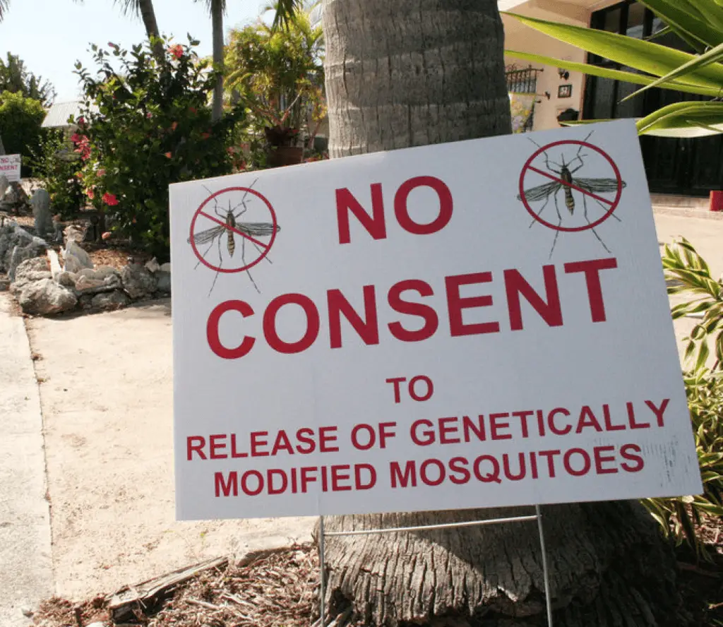 no consent gmo mosquitoes