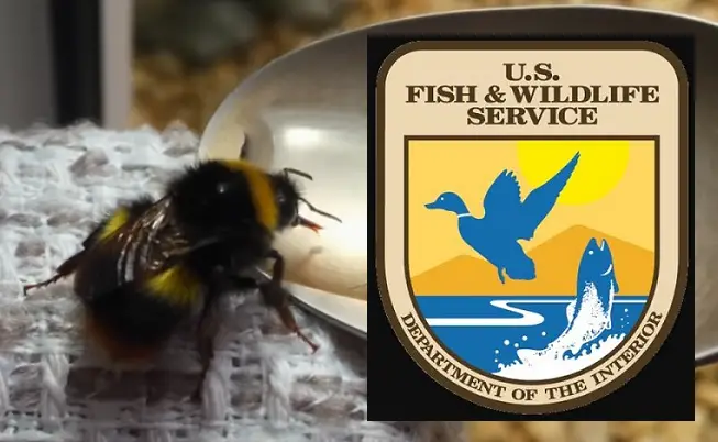 bees us fish and wildlife service