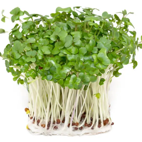 broccoli sprouts and cancer