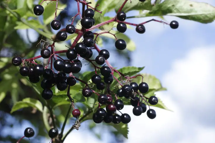 elderberry