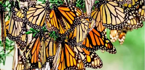 monarch butterflies california