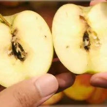 “Harvest to Table:” Washington Based Orchard Begins Shipping its Controversial GMO Apples to Store Shelves Nationwide