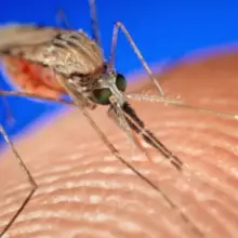 “Just Days Away:” Petition Launched to Stop Release of 750 Million Genetically Modified Mosquitoes The Sunshine State