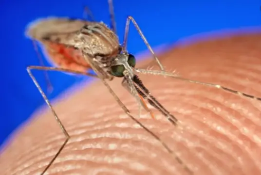 gmo mosquitoes florida