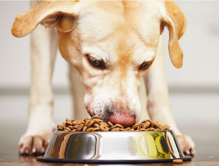 dog eating gmo food