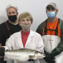 Tons of Genetically Modified Fish Poised to Hit the Market as First Salmon is Sold by Philadelphia-Based Company
