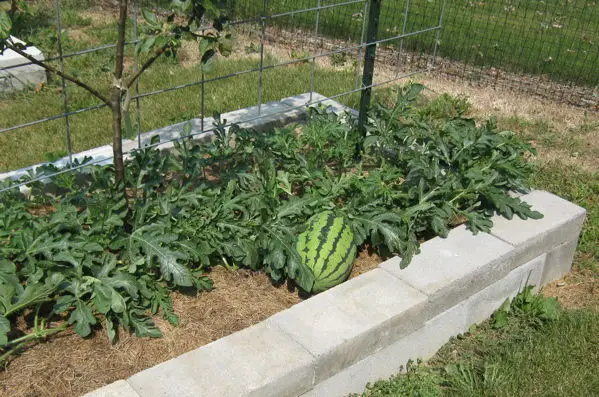 watermelon garden