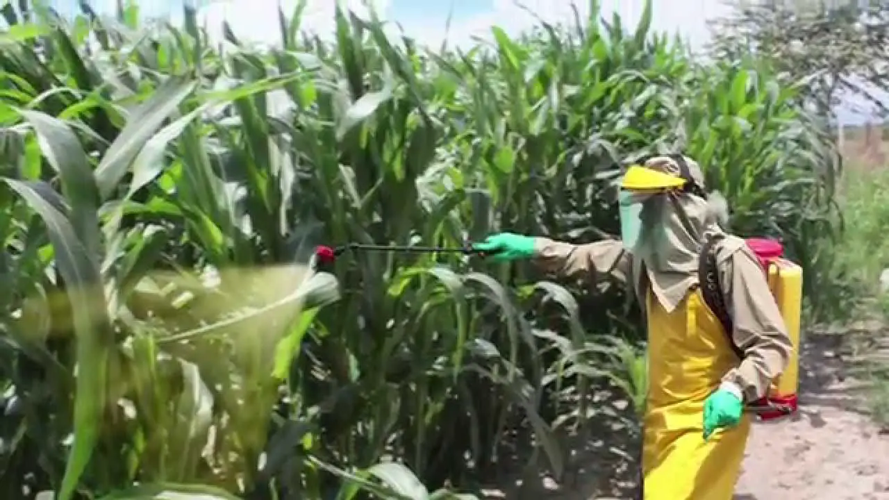 corn pesticides