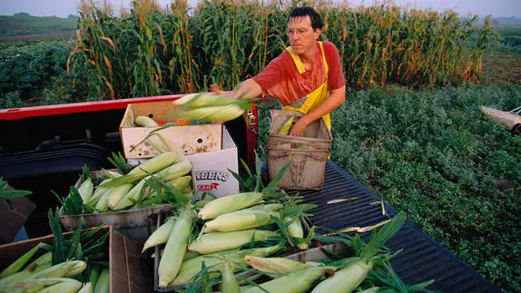 united states corn farmer