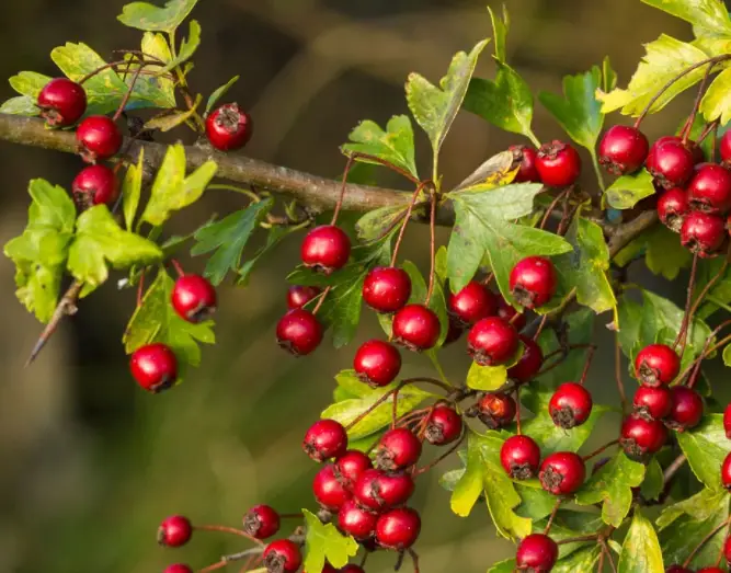 hawthorn berry tea