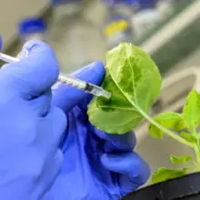 National Science Foundation Grants $500,000 of Taxpayer Money to Turn Lettuce and Spinach Into Edible COVID-Style Vaccine Factories