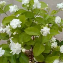 Keep Jasmine Plant in Your Room. It Reduces Anxiety, Panic Attacks and Depression
