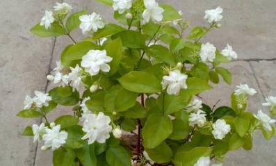 jasmine plant in your room 