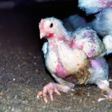 6 Horrifying Facts about Chickens: A Wake-Up Call for the Meat Industry