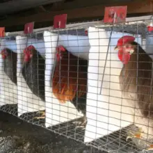 First Person in the United States Tests Positive for Bird Flu, Are Tightly Packed Factory Farms to Blame?