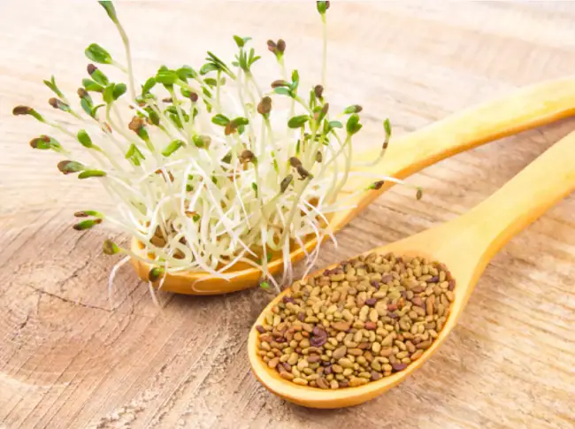 alfalfa sprouts