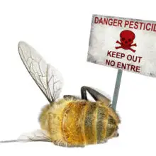 Breaking News: The EPA Has Been Sued For Allowing Over 150 Million Acres to Be Coated With Pesticide-Covered, Bee Killing Seeds