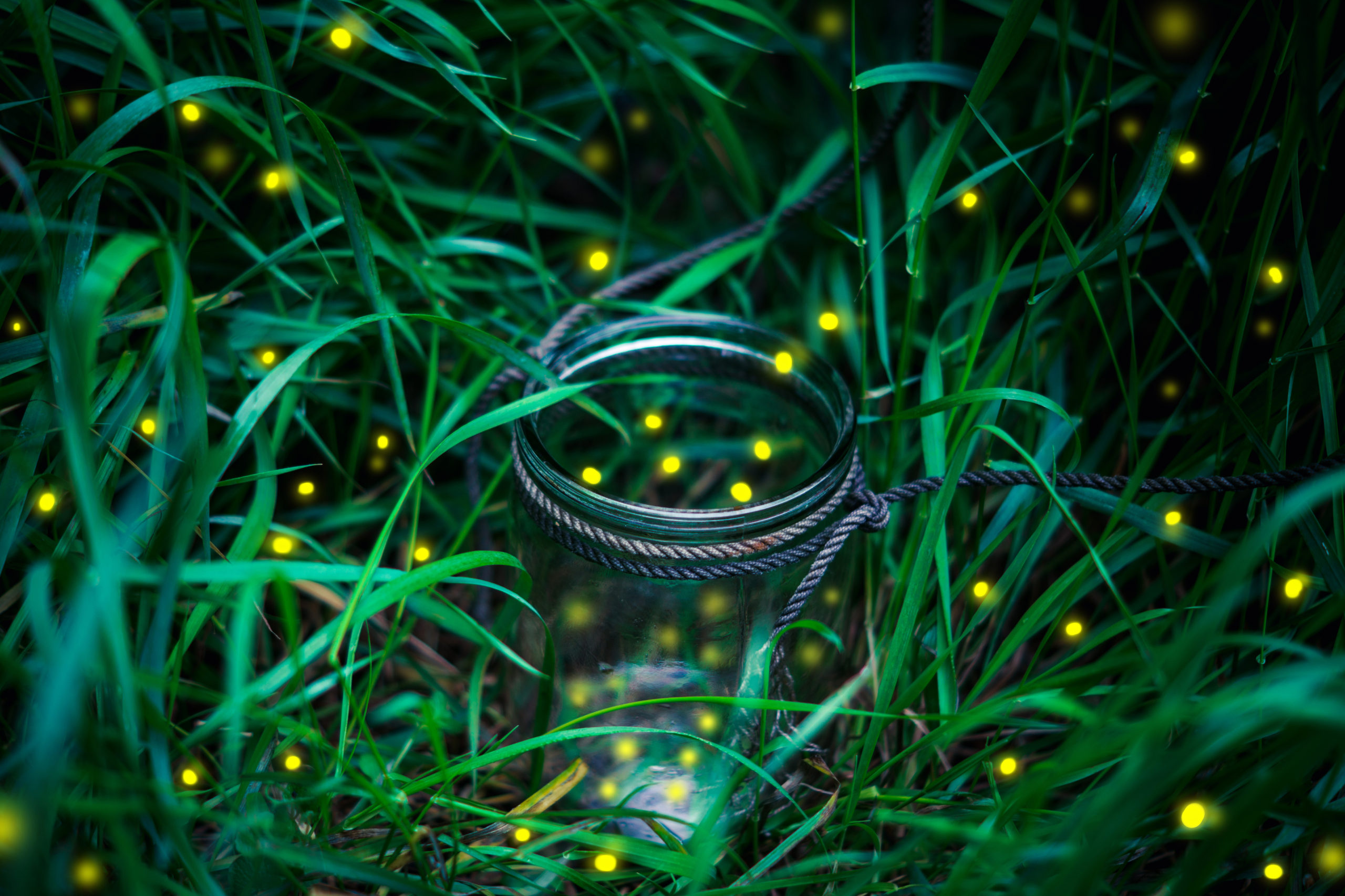fireflies how to attract them