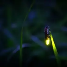 Plant These Plants to Attract More Fireflies to Your Yard. Here’s How