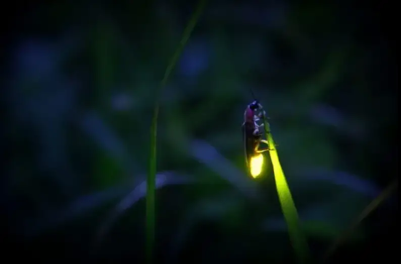 adult fireflies 