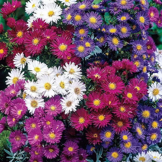 tall aster for fireflies