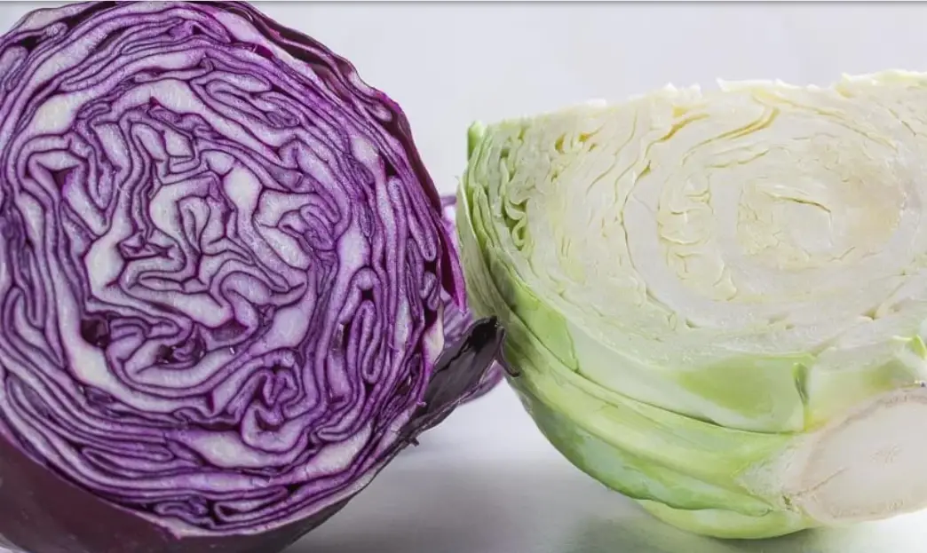 cabbage red and green