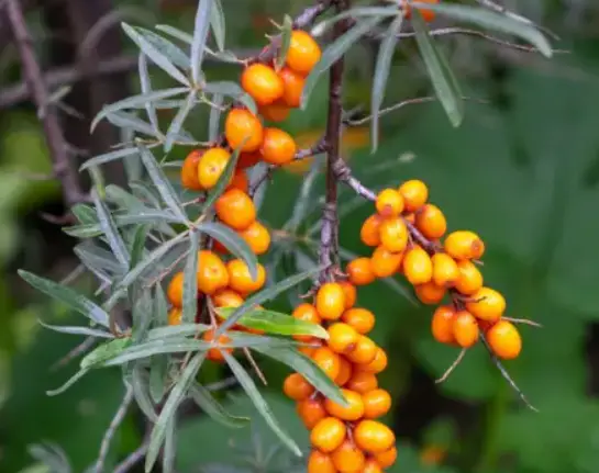 sea buckthorn tree