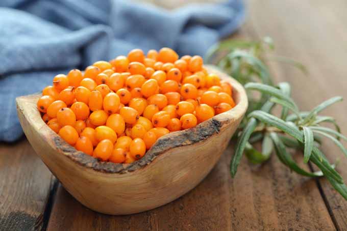 sea buckthorn berries 