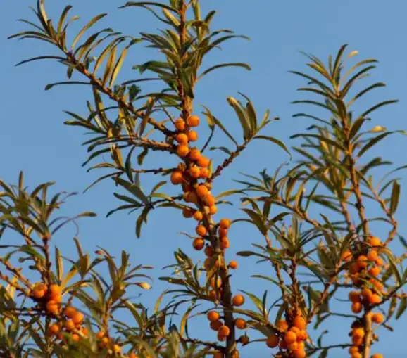 sea buckthorn benefits