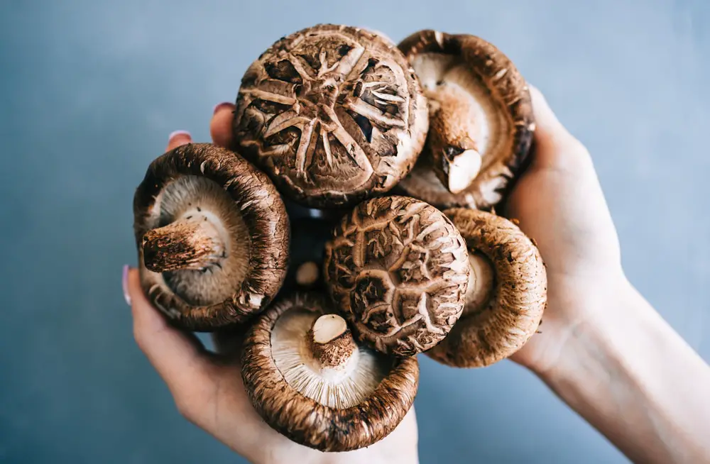 mushrooms shiitake natural killer cells 