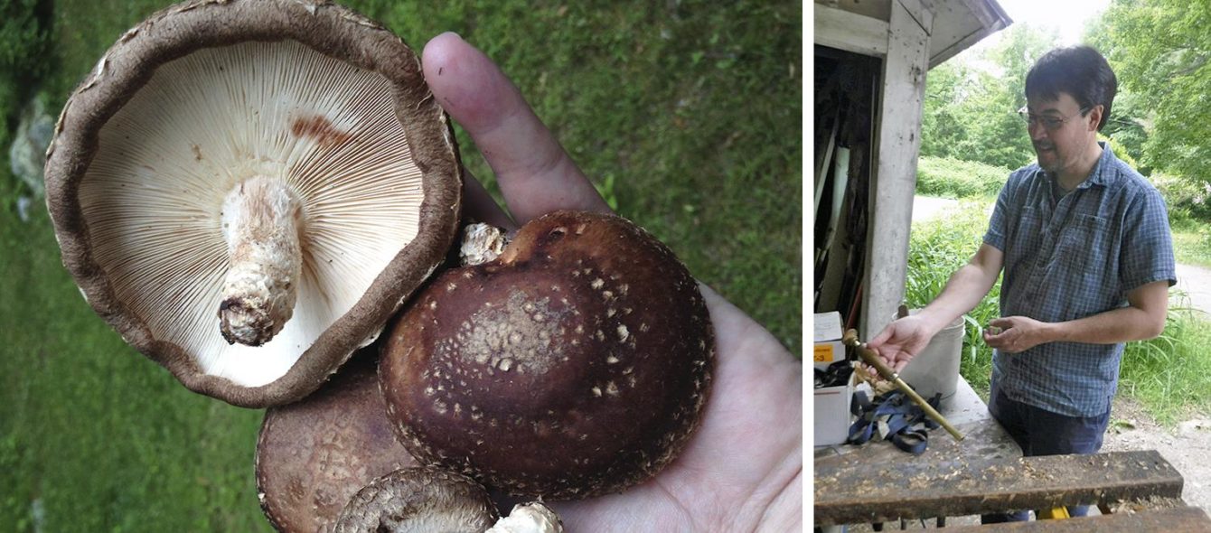 shiitake mushrooms clark university 
