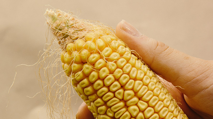 gmo corn cry protein