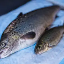 “A Huge Victory:” Top GMO Salmon Company Forced to Halt Operations Due to Lack of Interested Customers