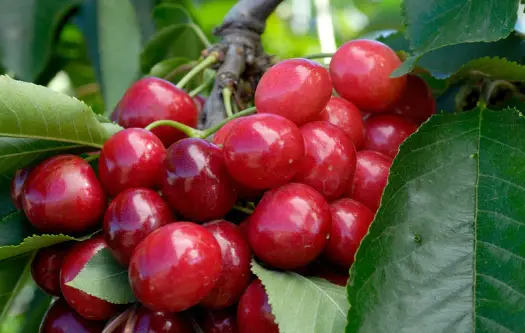 Tart Cherries, Aspirin, Pain Relief