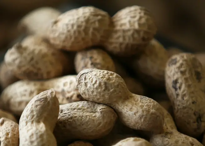 Peanut allergy and probiotics 
