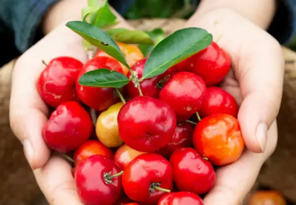 Acerola cherry, amla berry and Camu Camu are three of the best Vitamin C supplements and fruits 