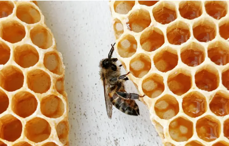 New York state ban on bee-killing pesticides.