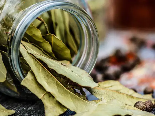 The bay leaf is a staple home remedy and cooking ingredient that is incredibly healthy in numerous ways. 